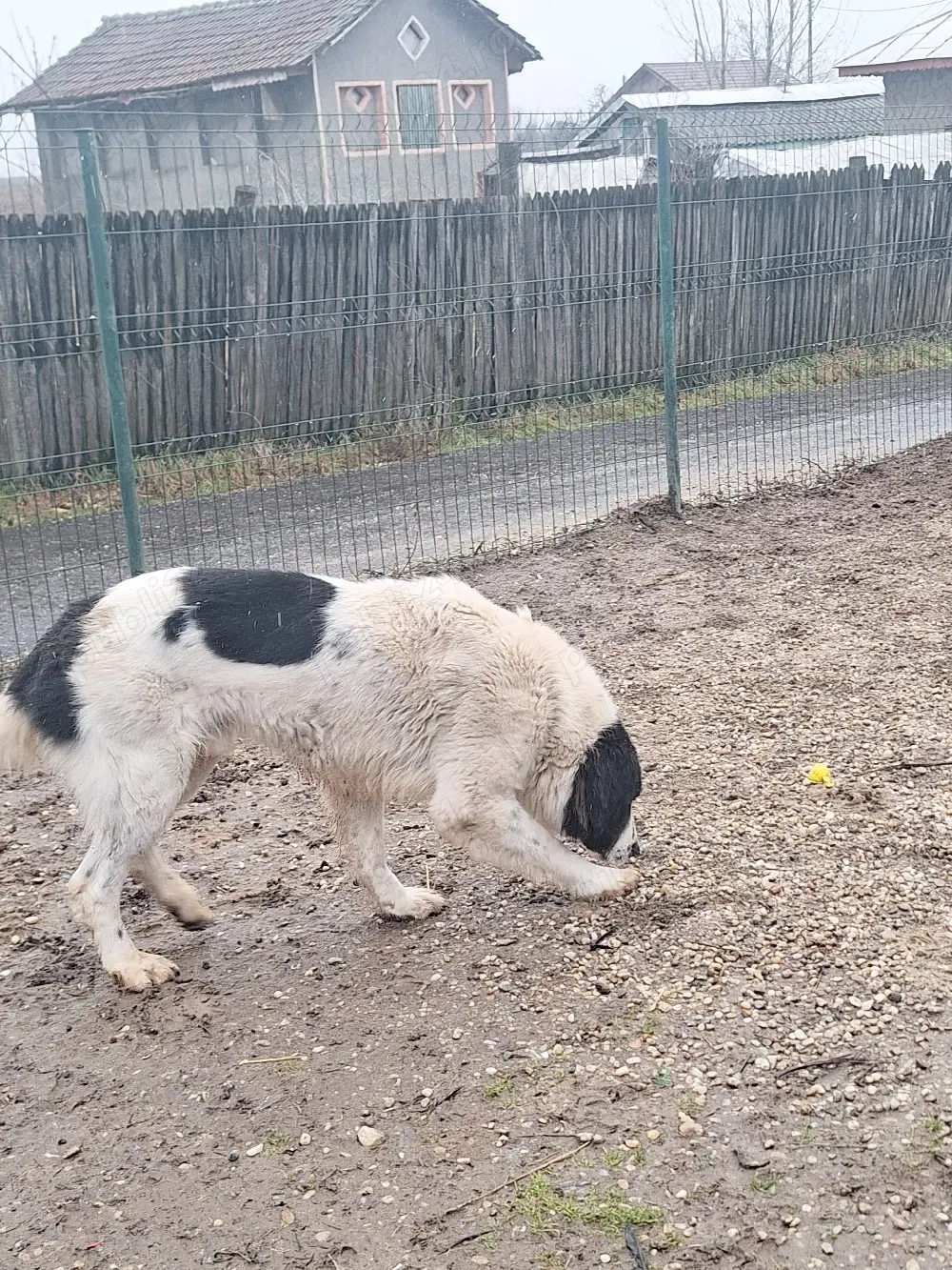 Disponibil ciobanesc de Bucovina 