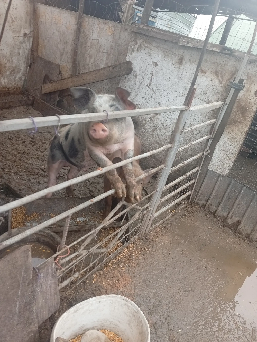 Vând purcei de 6 luni