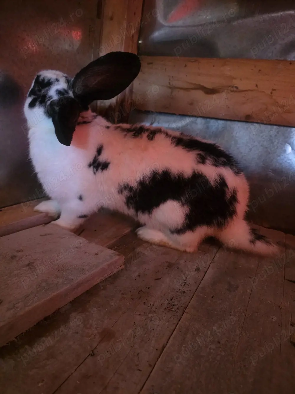 iepuroi fluture german pentru monta 