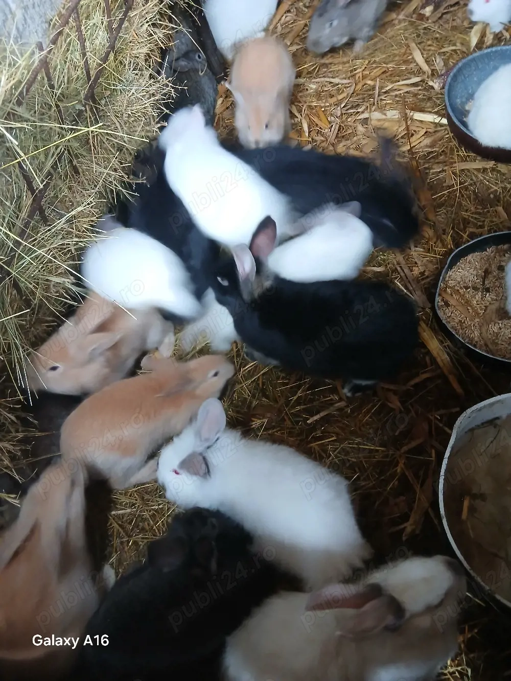 De vânzare puii de iepuri 