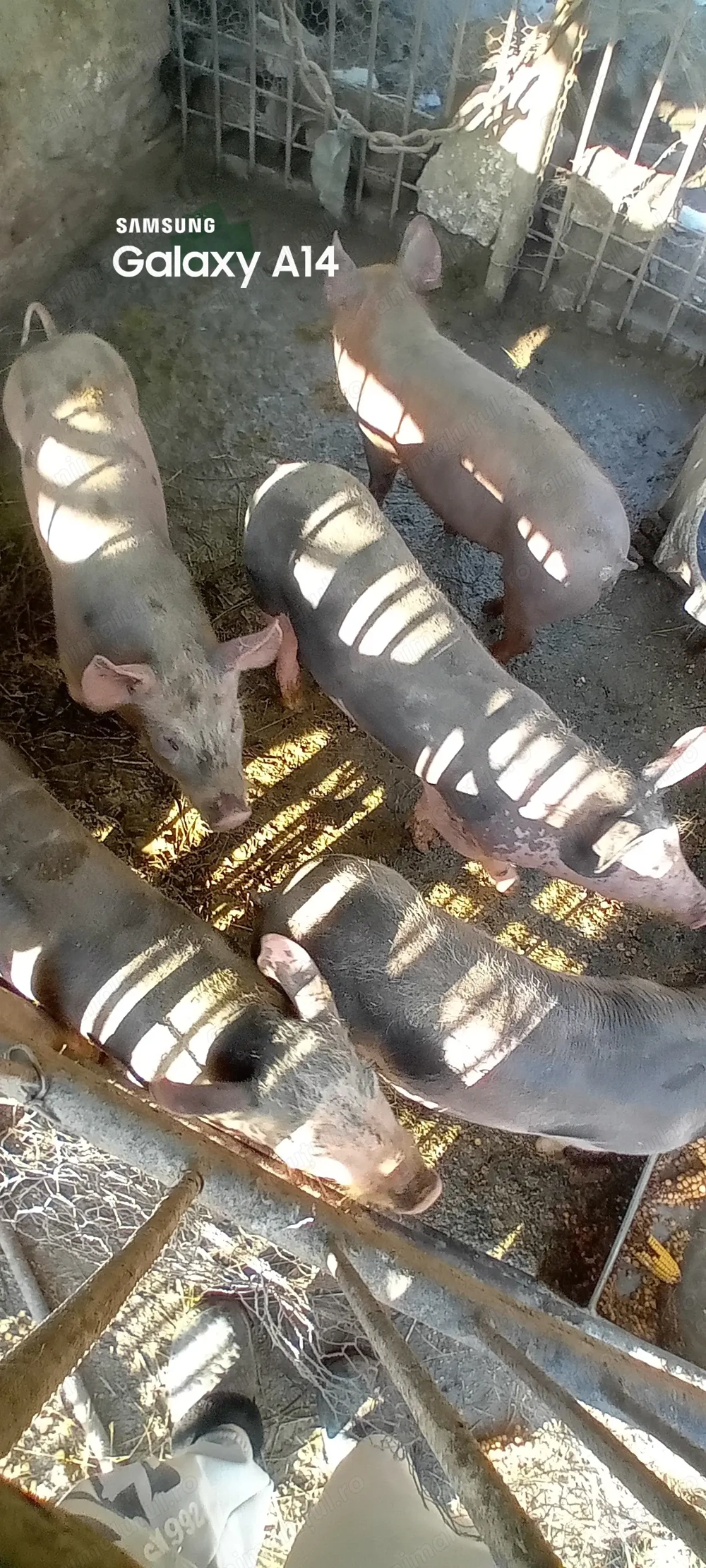 2 masculu 2 femele pret special!