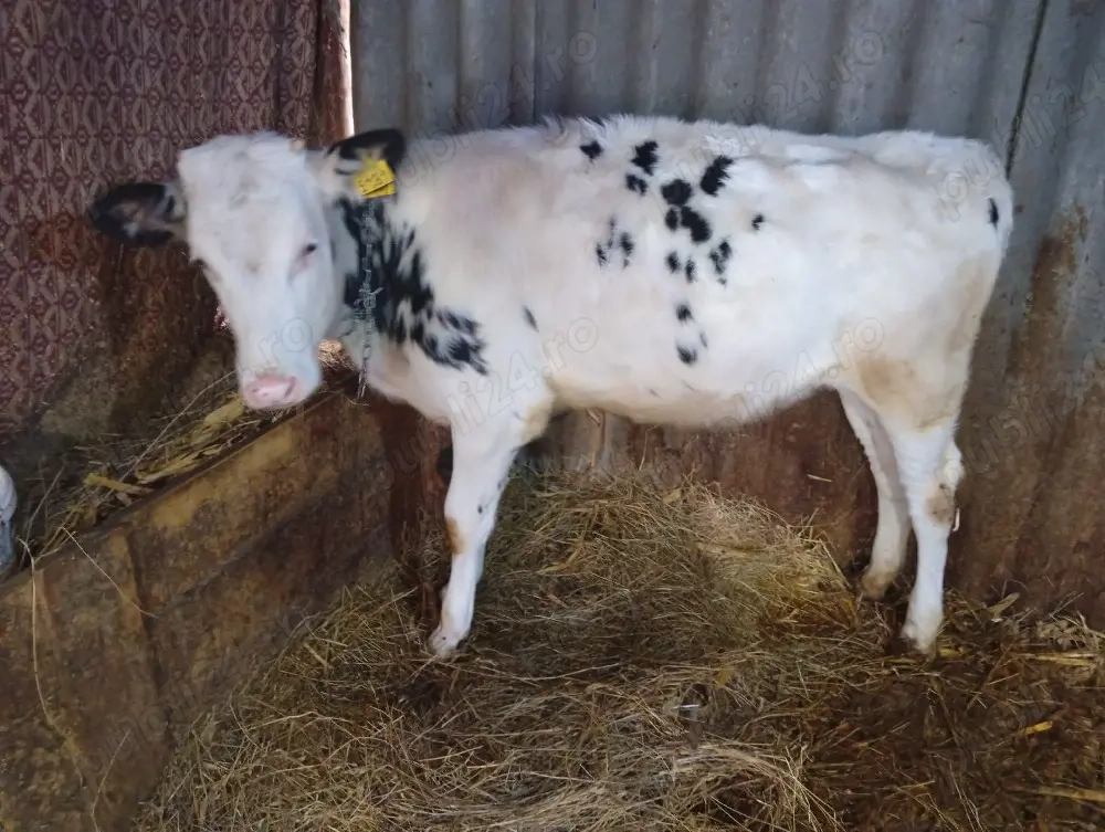 vand vițea de 5 luni 