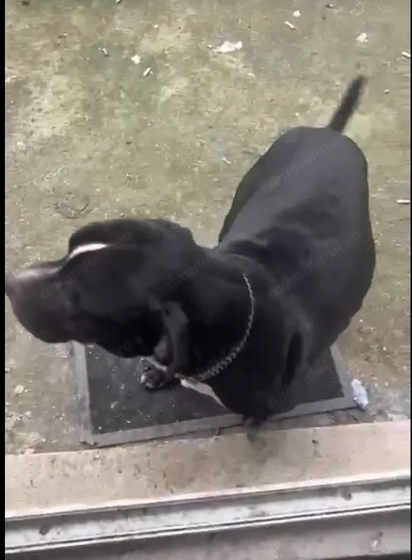 Donez caine amstaff este foarte bland 