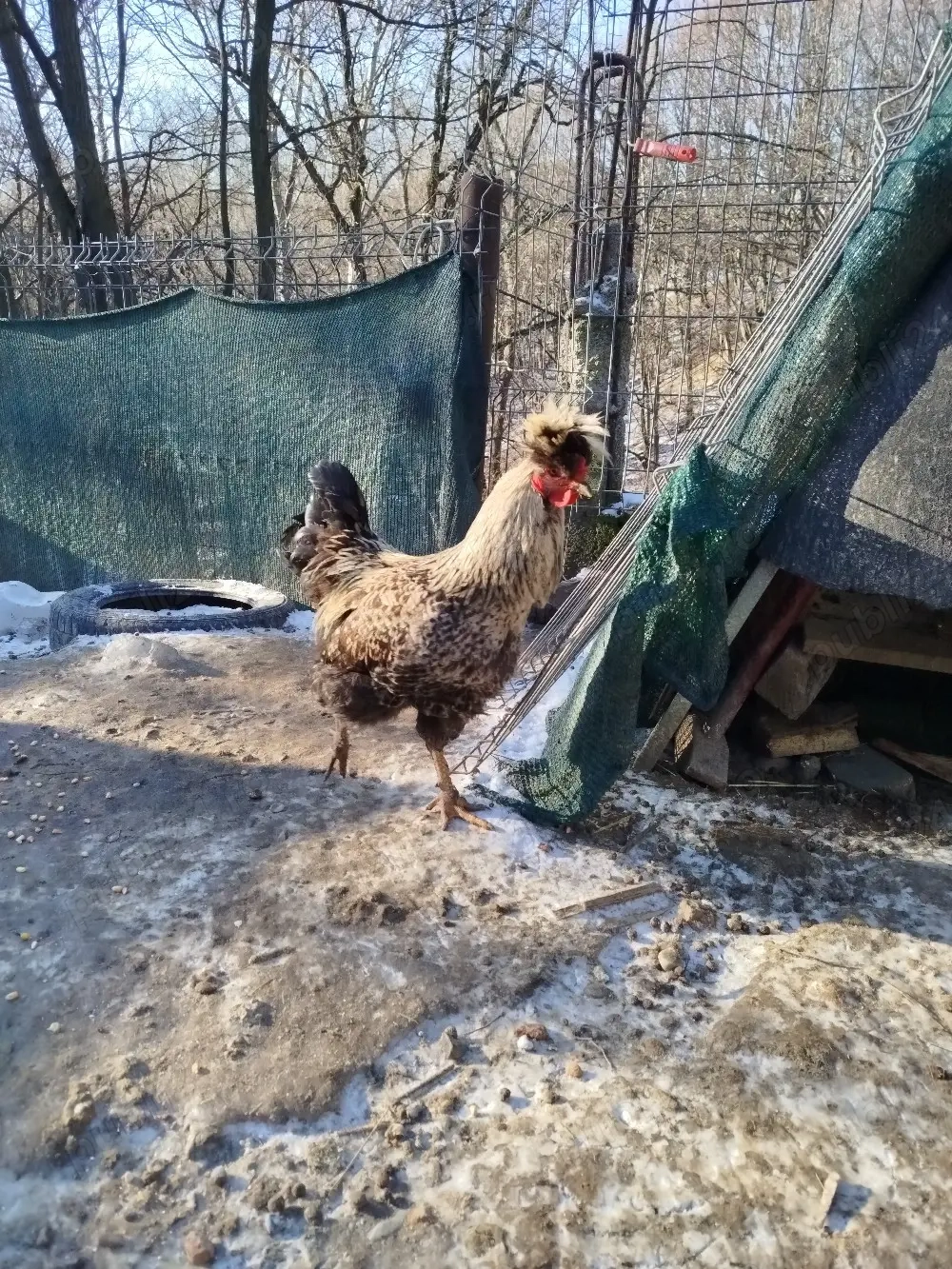 Vând un cocoș de casă moțat 200 lei.