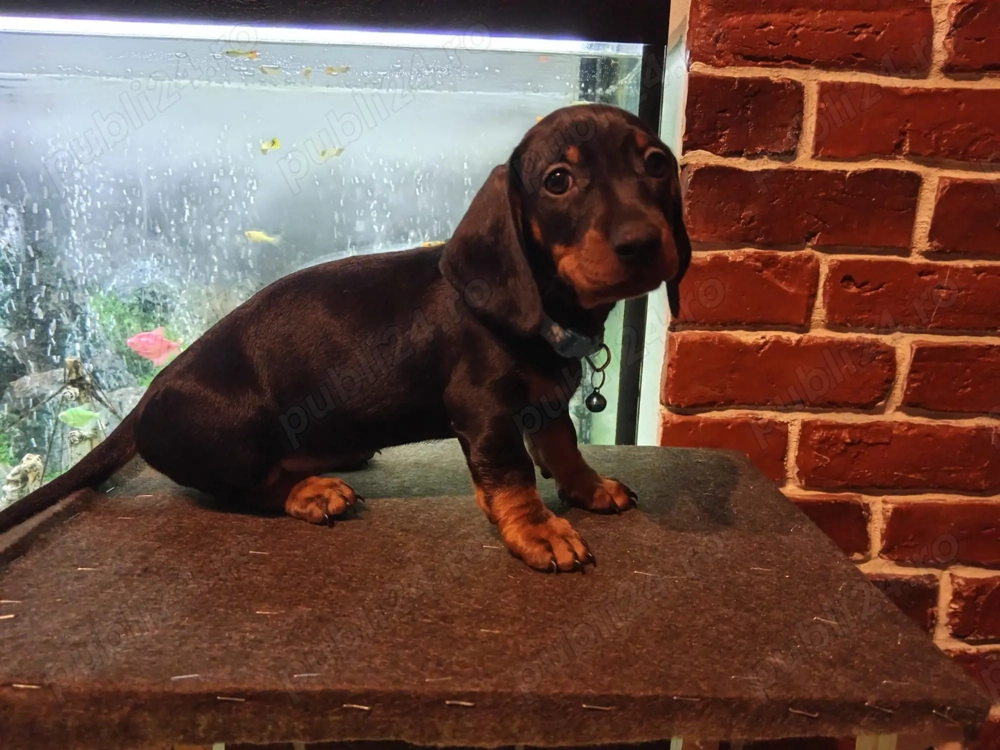  O fetite si un baietel  Teckel !