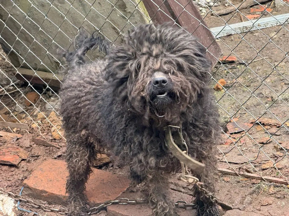 vand caine de intors oi 