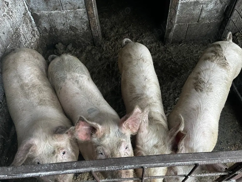 Vand purcei șoldani 