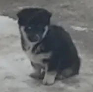 Donez, cățel Hanski 