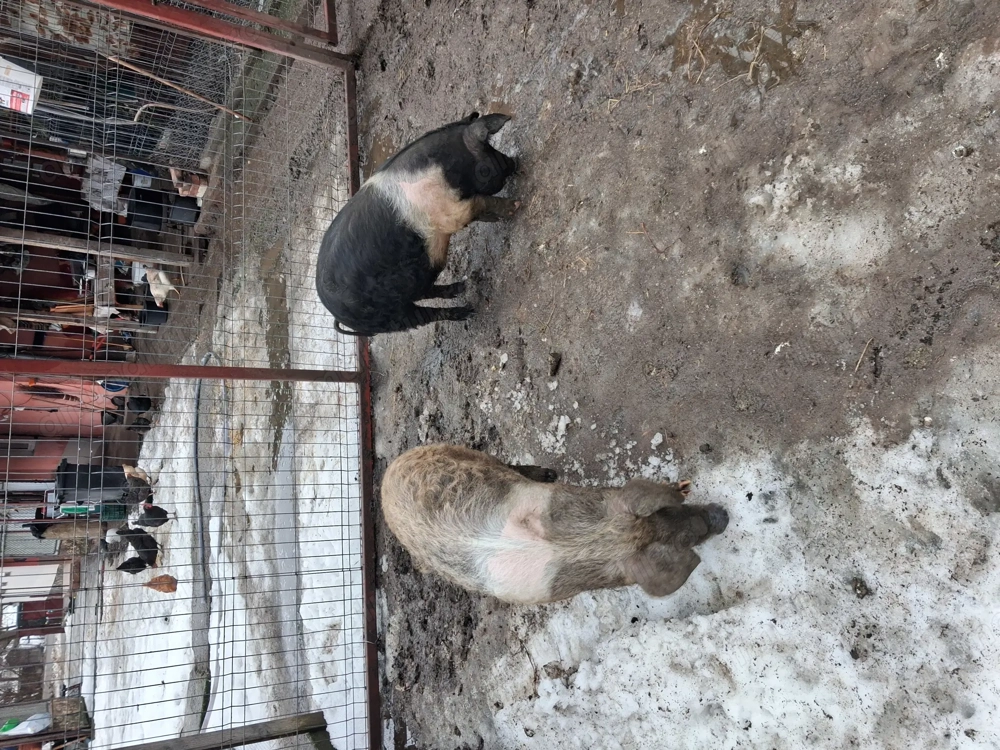 Vind 2 porci de 50 kg bazna mangalita pret 800 