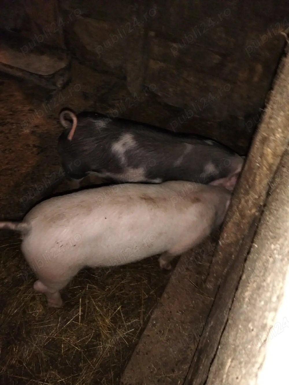 Vând porci petrean .Pret 500 lei.