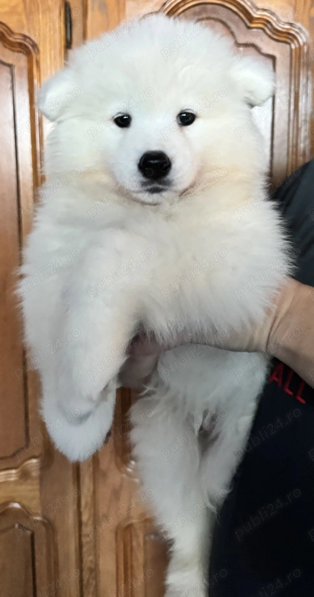 Mascul Samoyed foarte energic cu pedigree