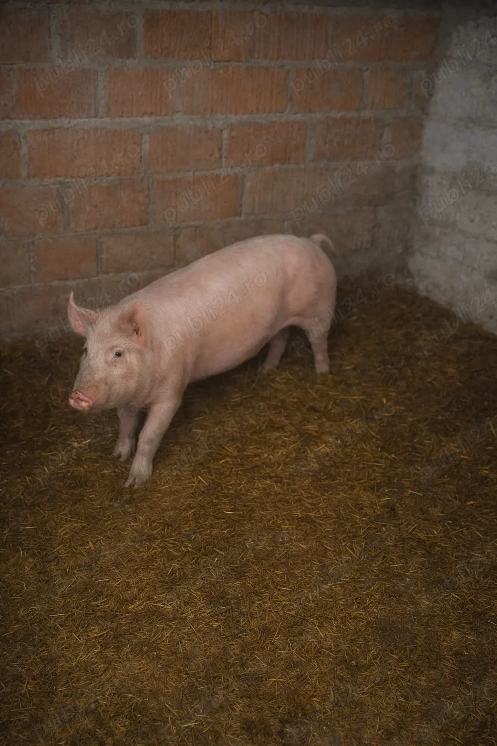 Porc de vanzare 