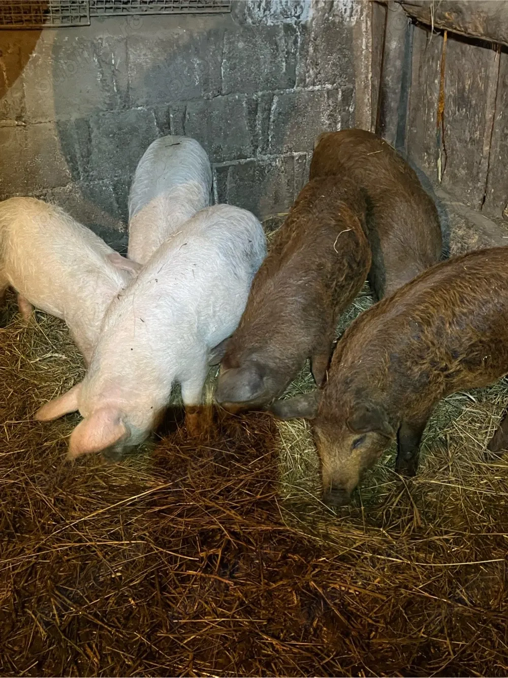 Soldani de vanzare!!