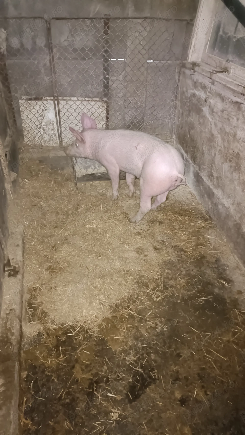 Porc Marele Alb 8 luni