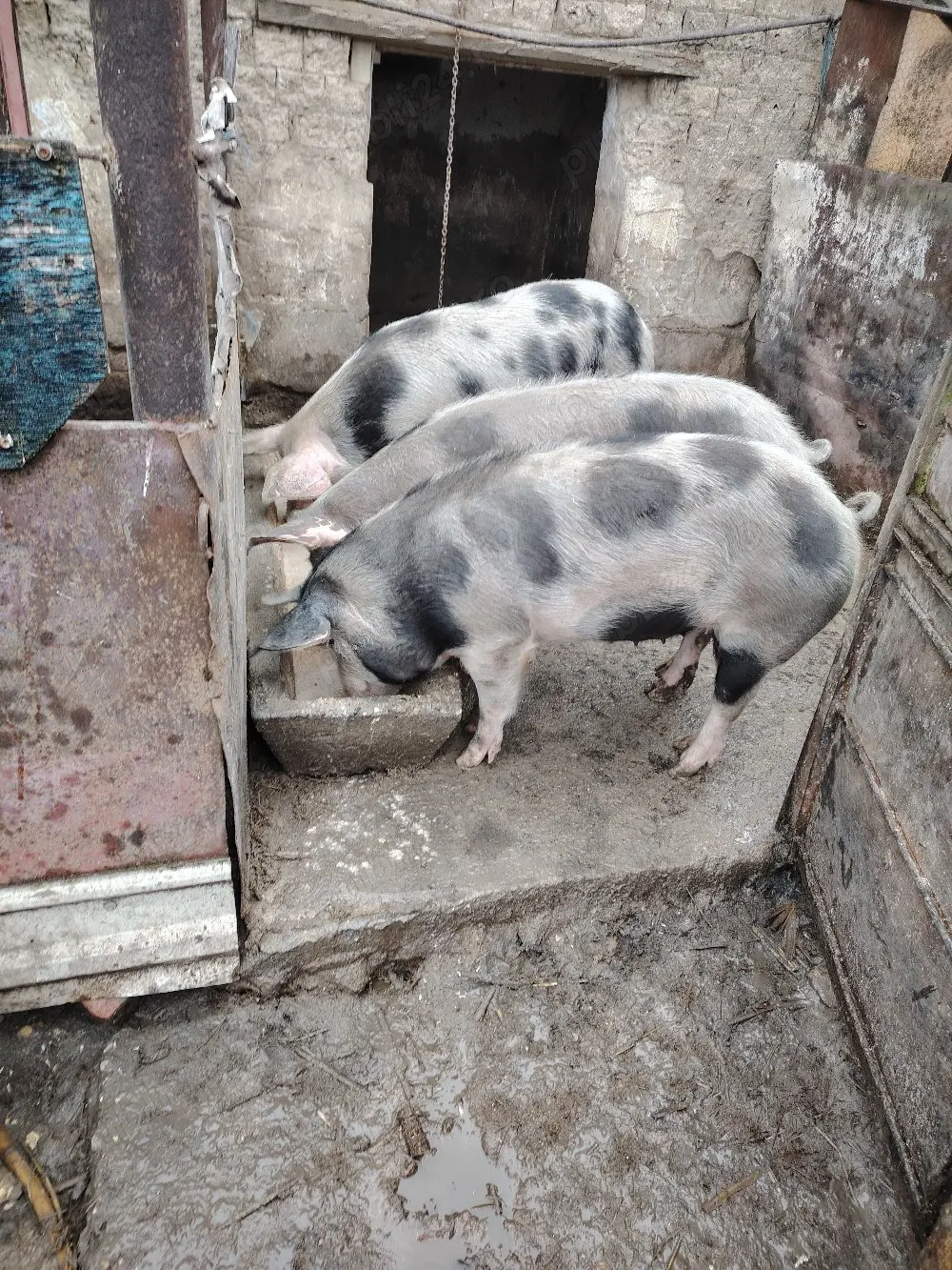 Doua scrofite una montata 