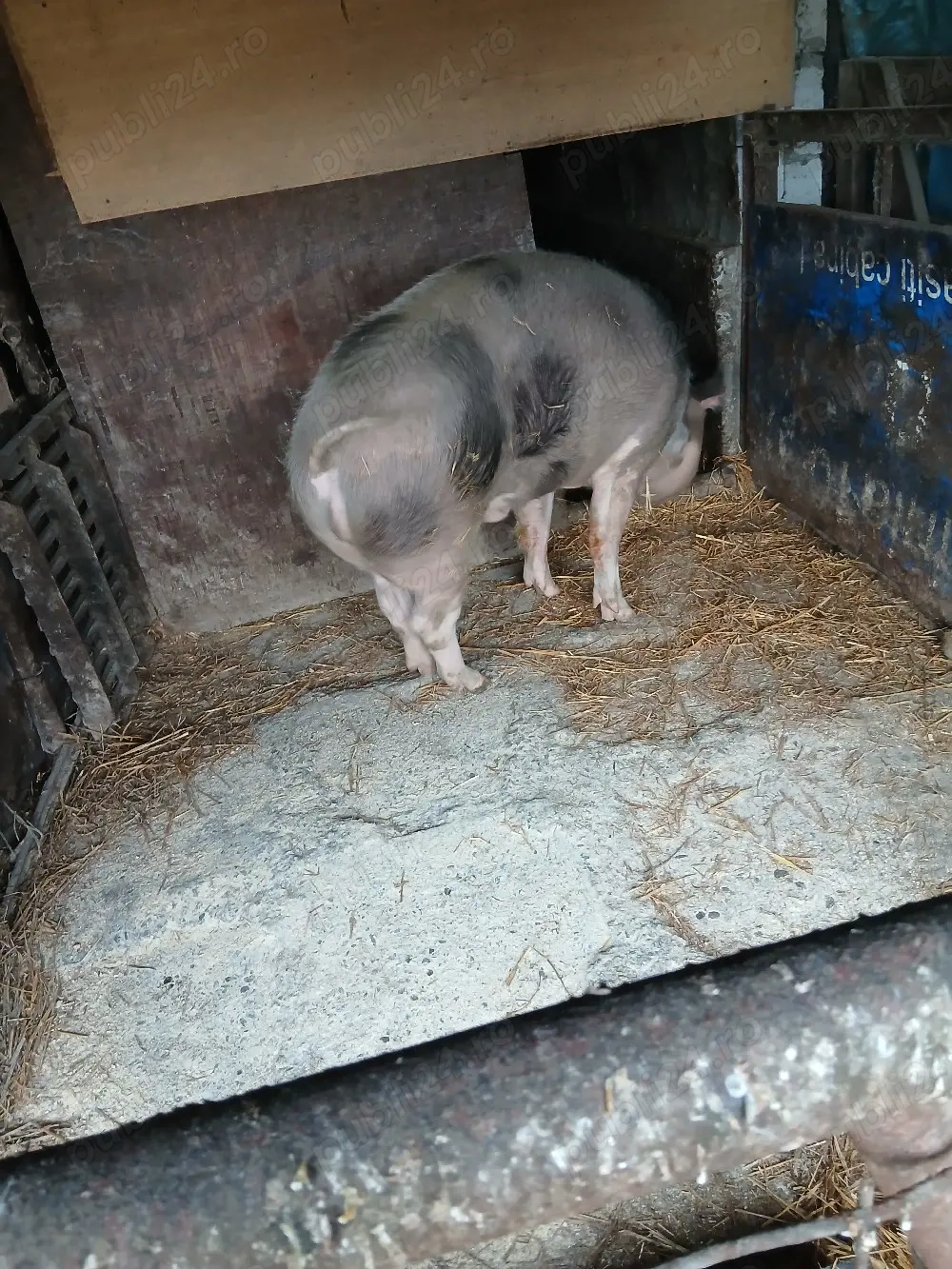 porc de vanzare