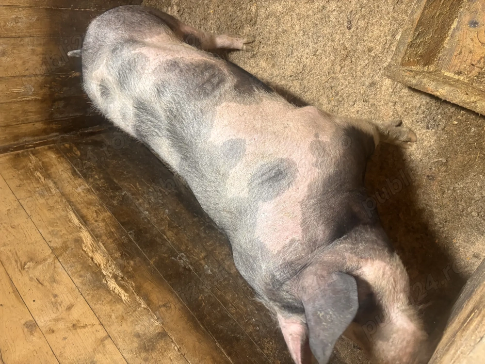 Vând vier de reproducere