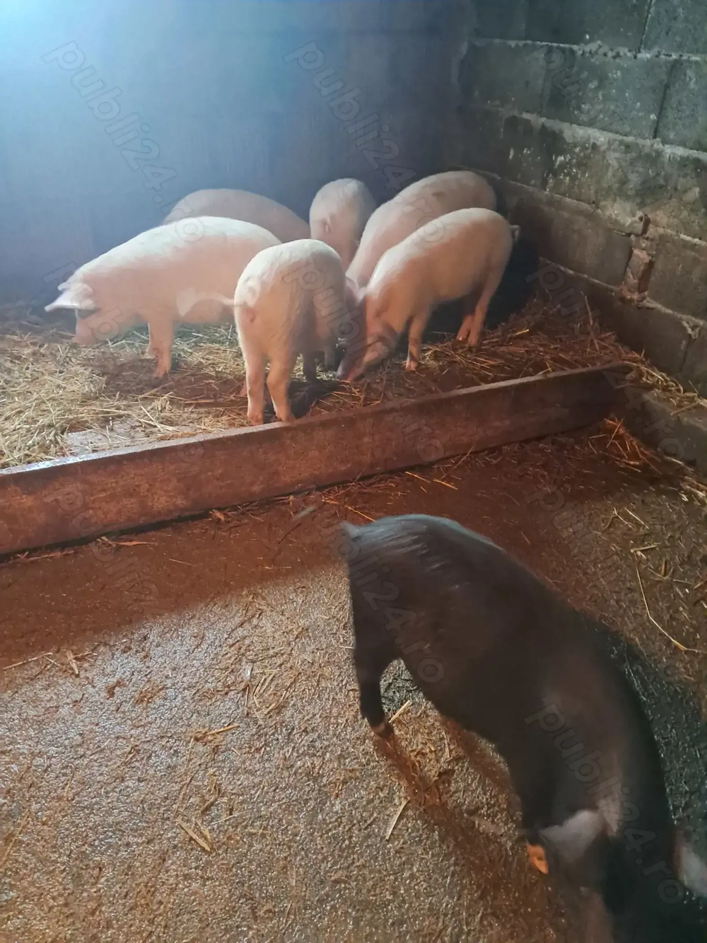 Vand soldani  in beltiug 