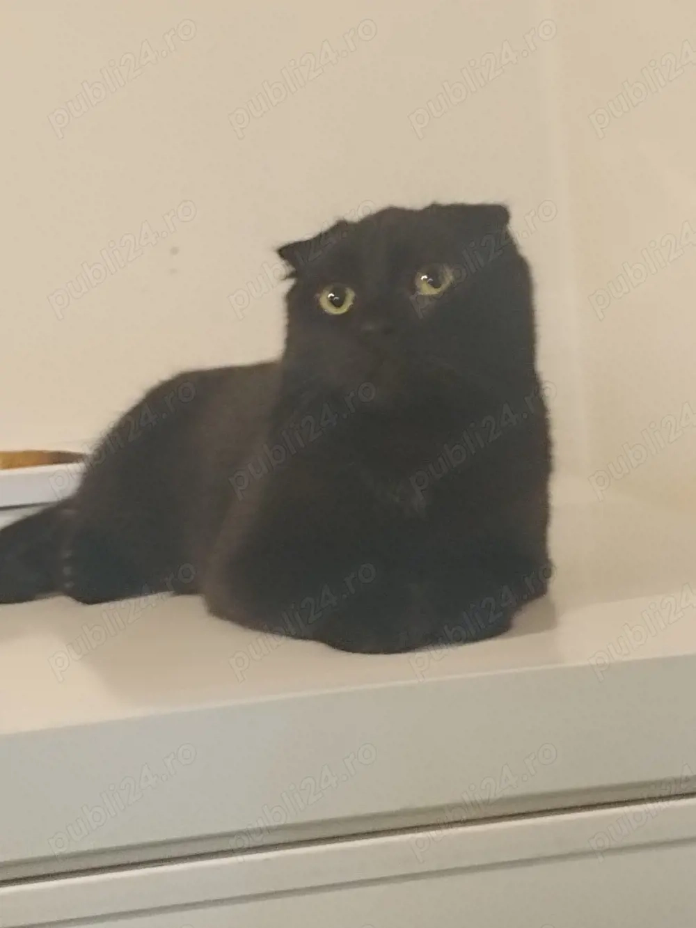 pisici negru cu urechi mici 