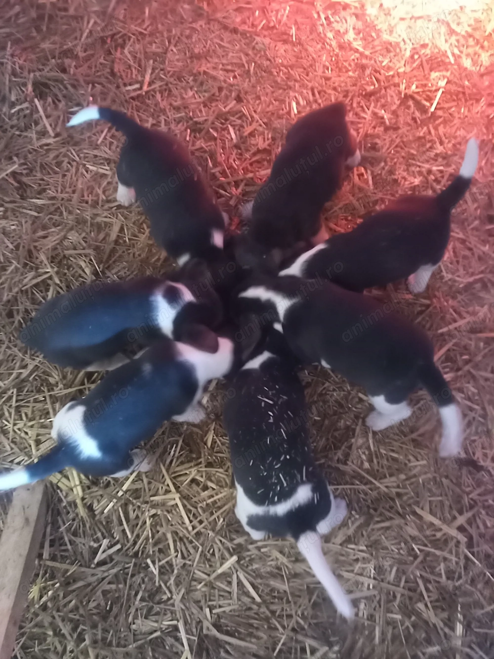 Catei Beagle de vanzare