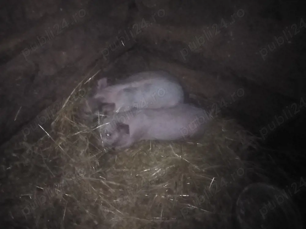 2 purcei și 1 purcica