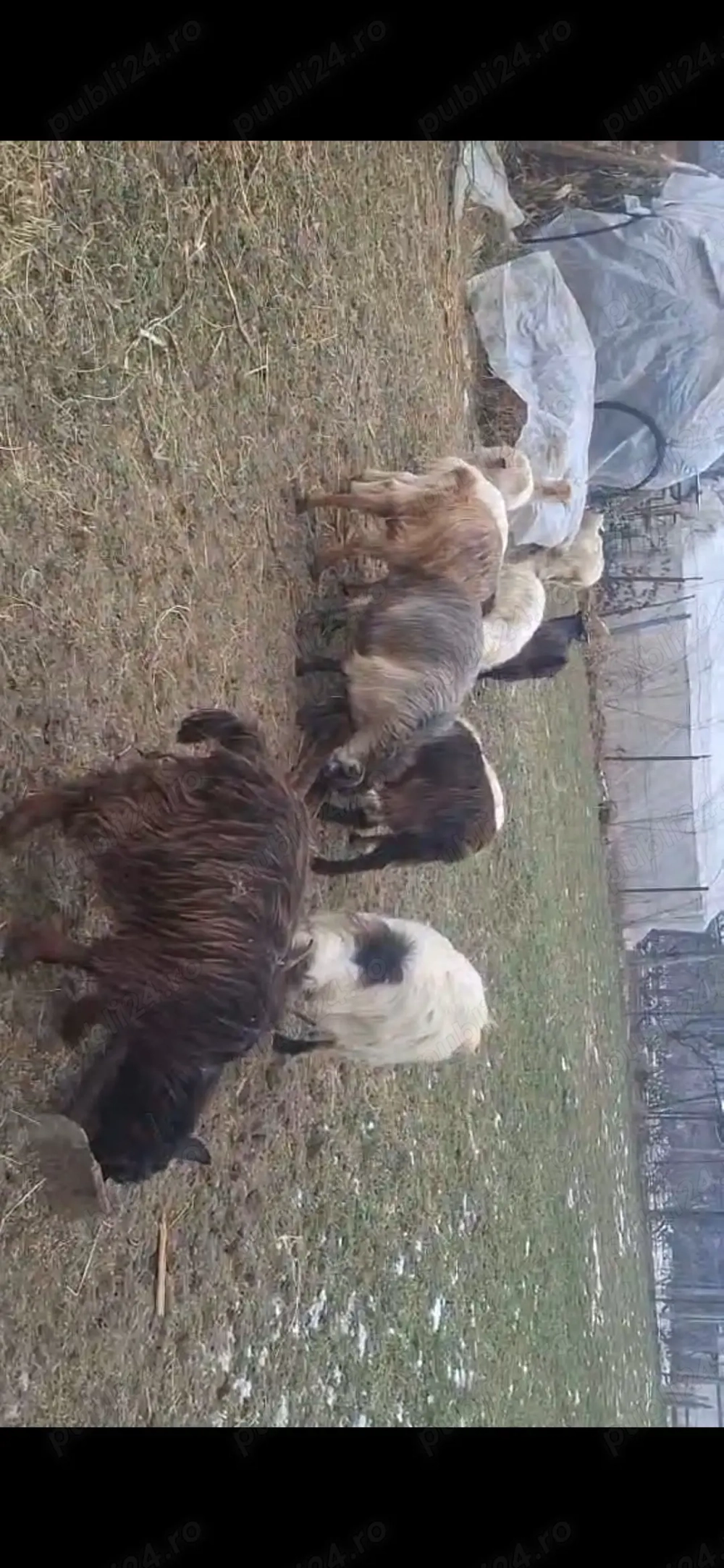 Vand capre sau schimb pe oi