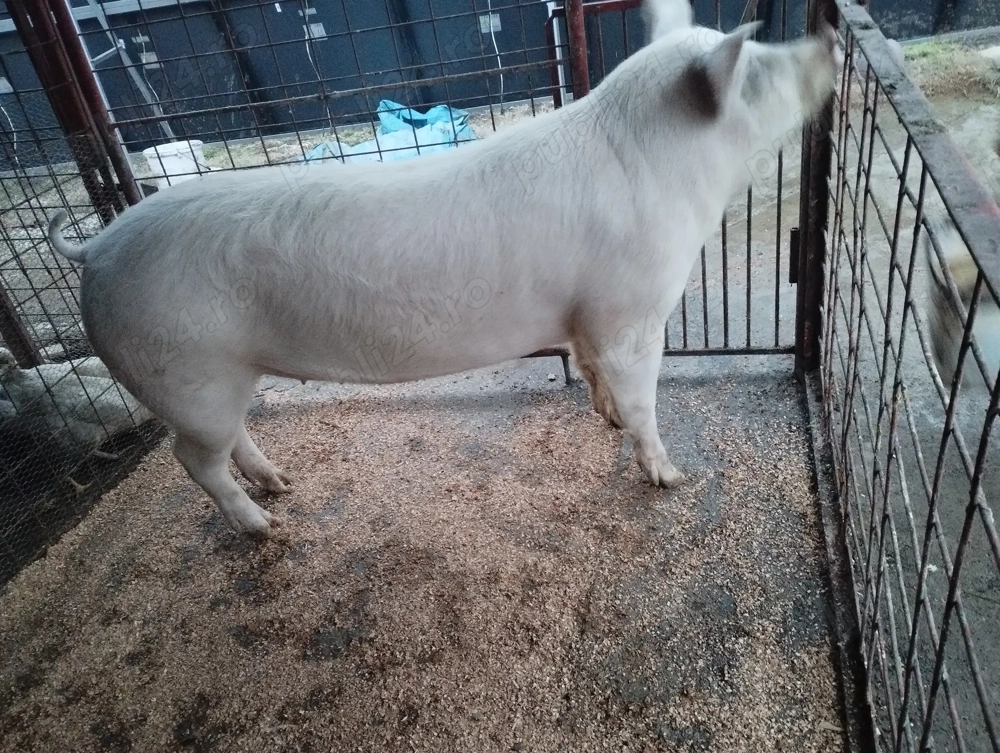 Porci de carne diferite rase și mărimi crescuți în gospodăria proprie 