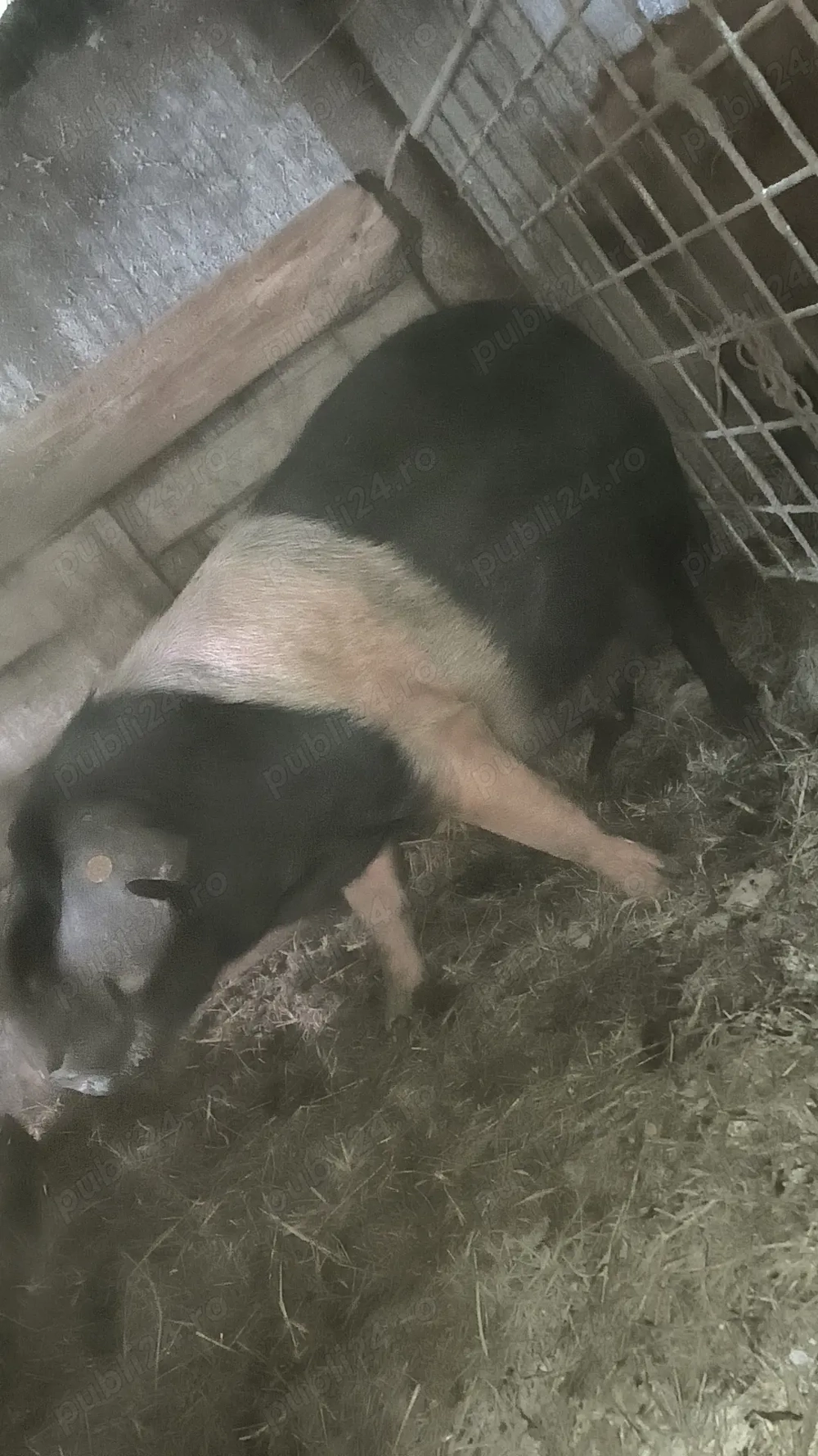 Scrofiță bazna gestantă 