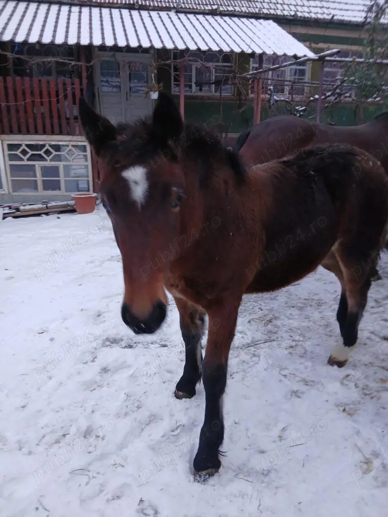 Mânza   de   8  luni