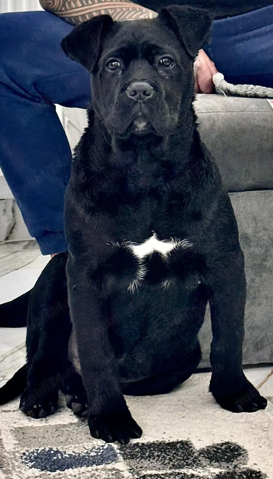 Vand Cane Corso Mascul