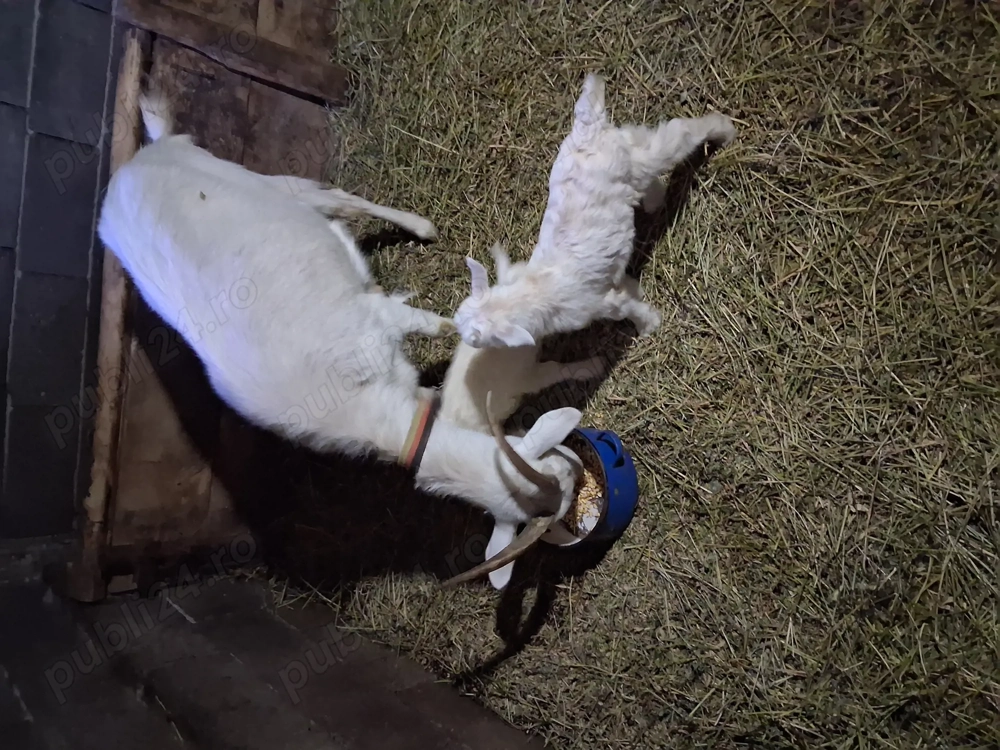 Vind capra de rasa fatata cu 2 iezi blinda si buna de lapte