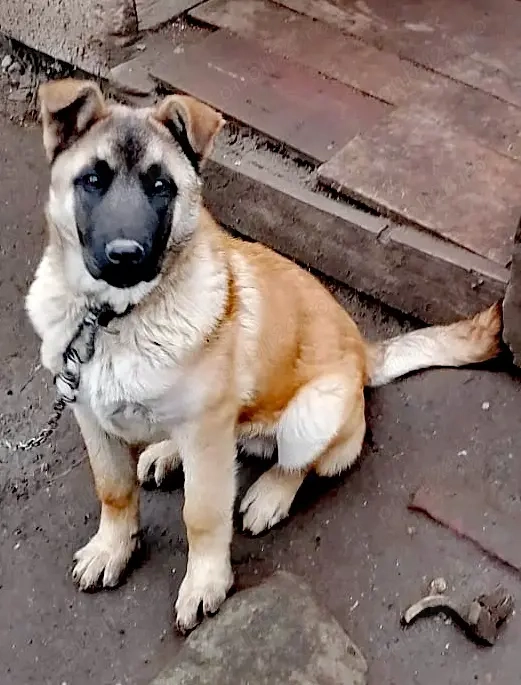 Ciobănesc belgian Malinois 