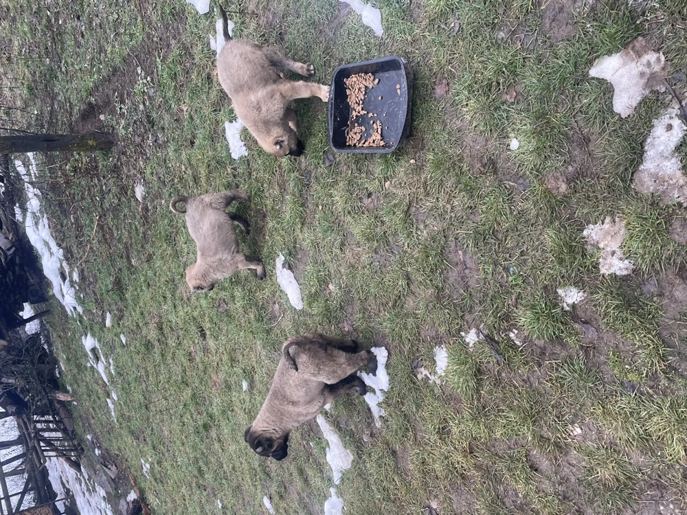 Vând 3 căței Kangali 