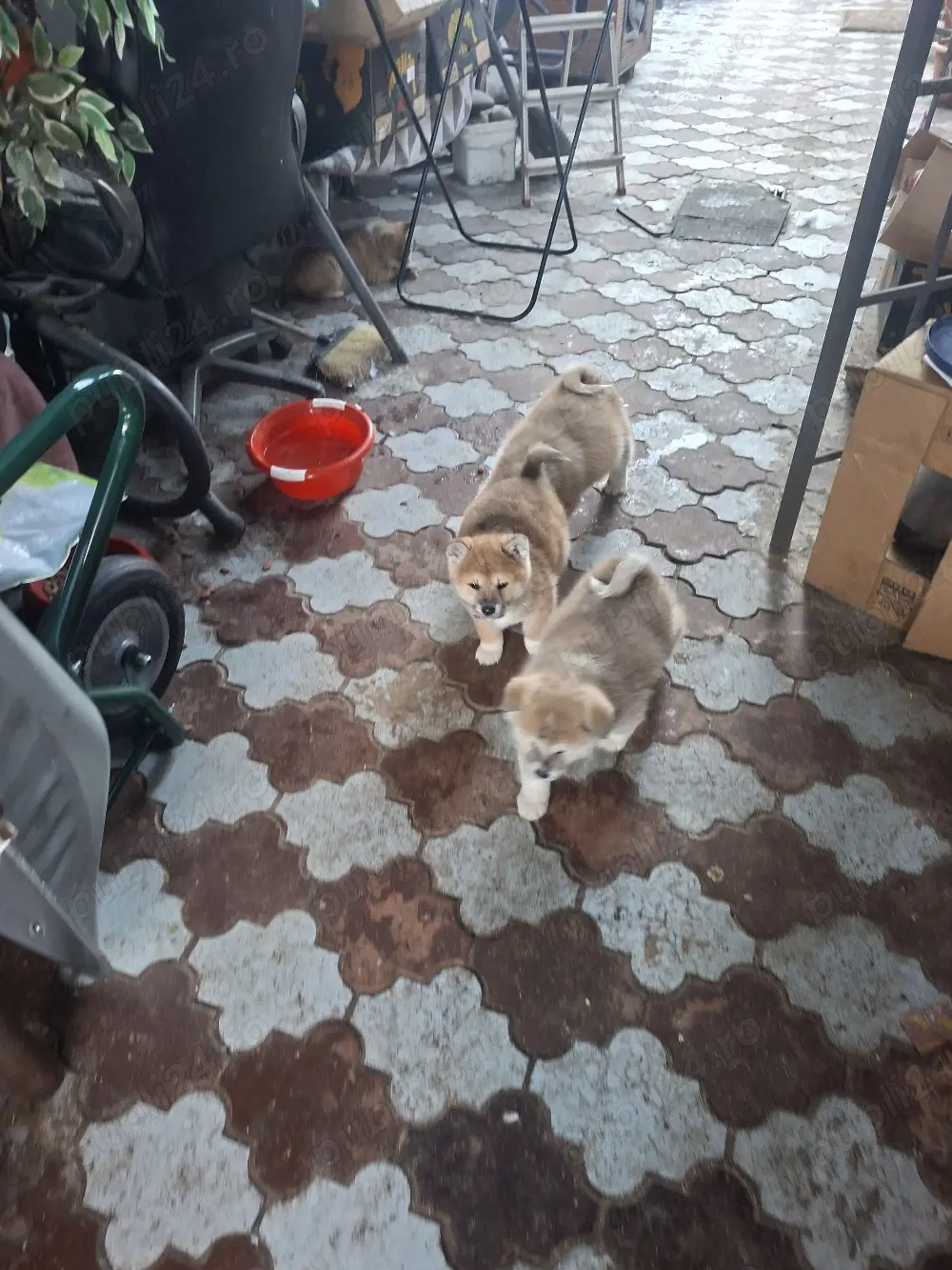 Catei si cateluse superbe Akita Inu dețin ambii părinți merita văzuți 