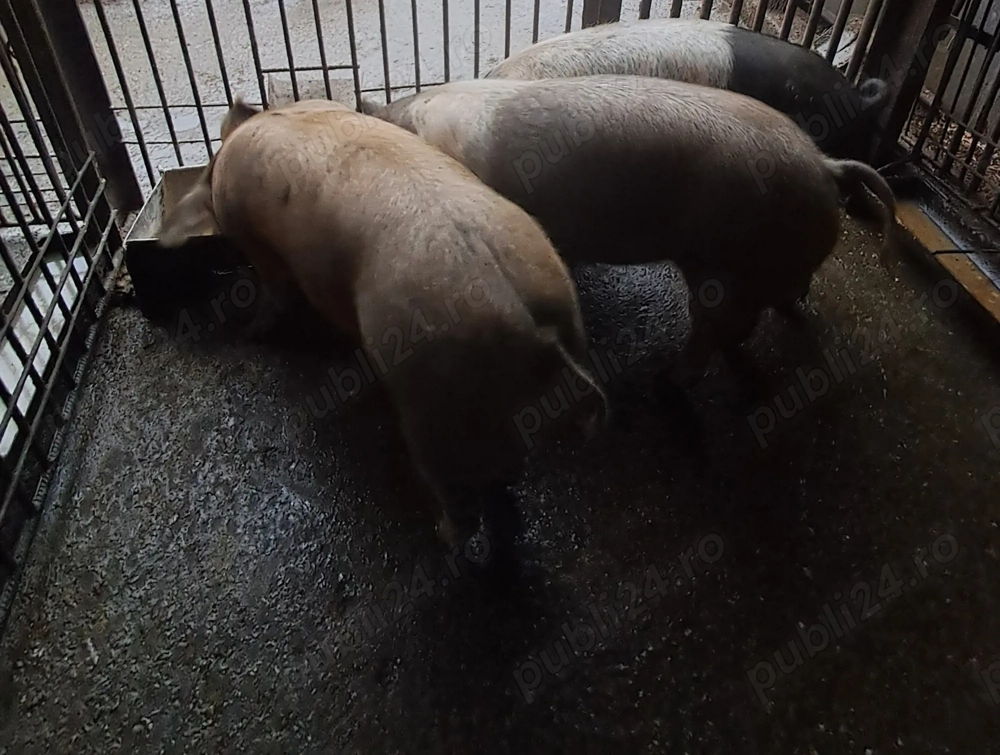 Scrofițe disponibile