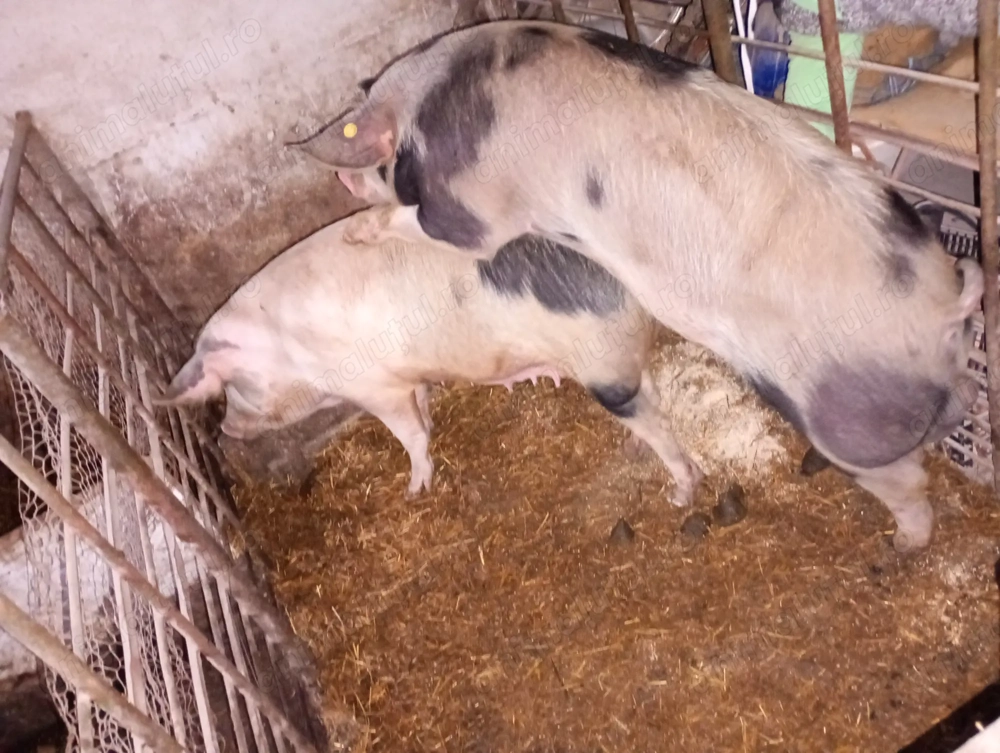 Vier disponibil pt monta 