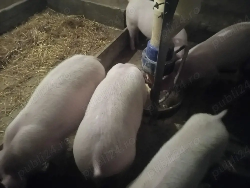 5 mascuri de 25-30 kg și purcei 9 săptămâni 
