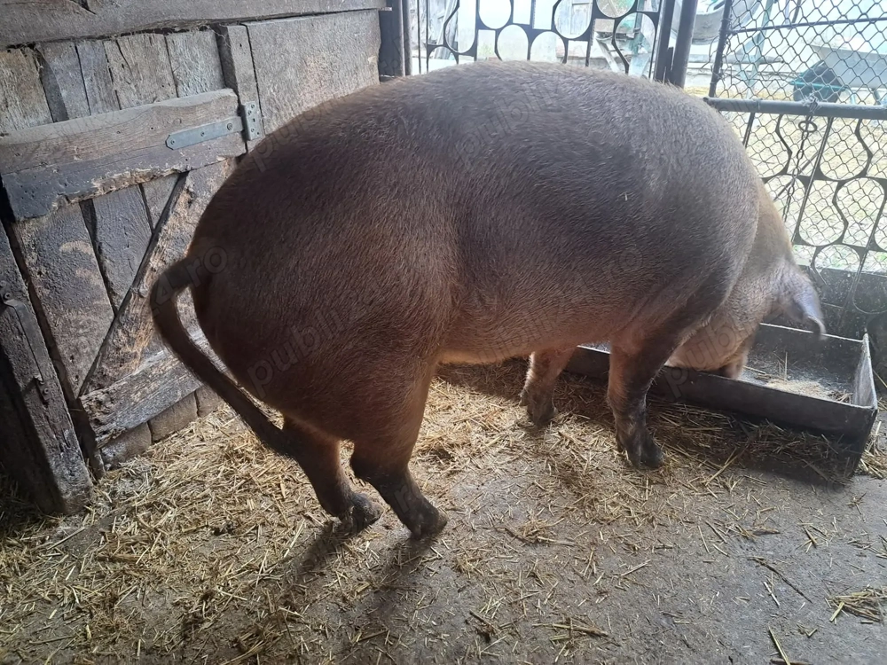 Porc duroc de vânzare Bihor 