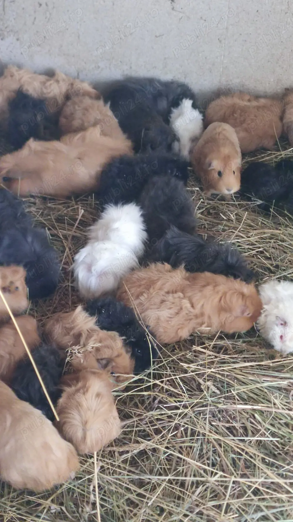 porcușori de guineea 