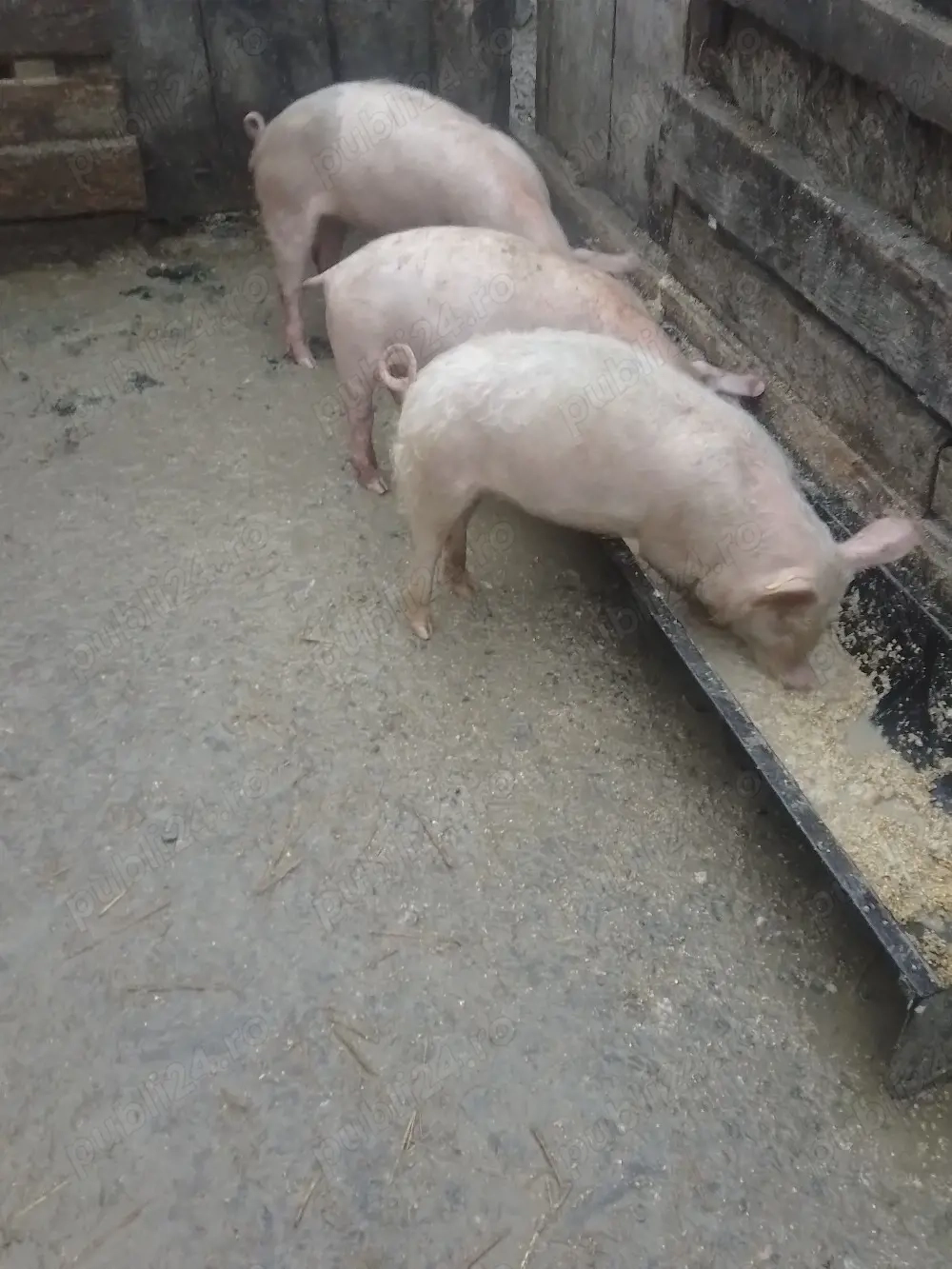 de vanzare 3 grasuni 