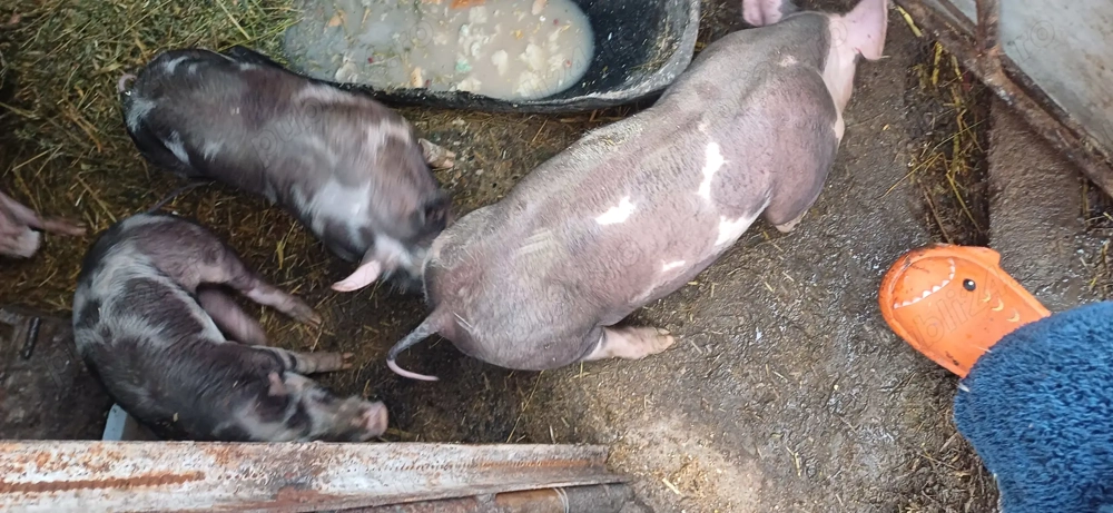 Purcei rasă pietran 