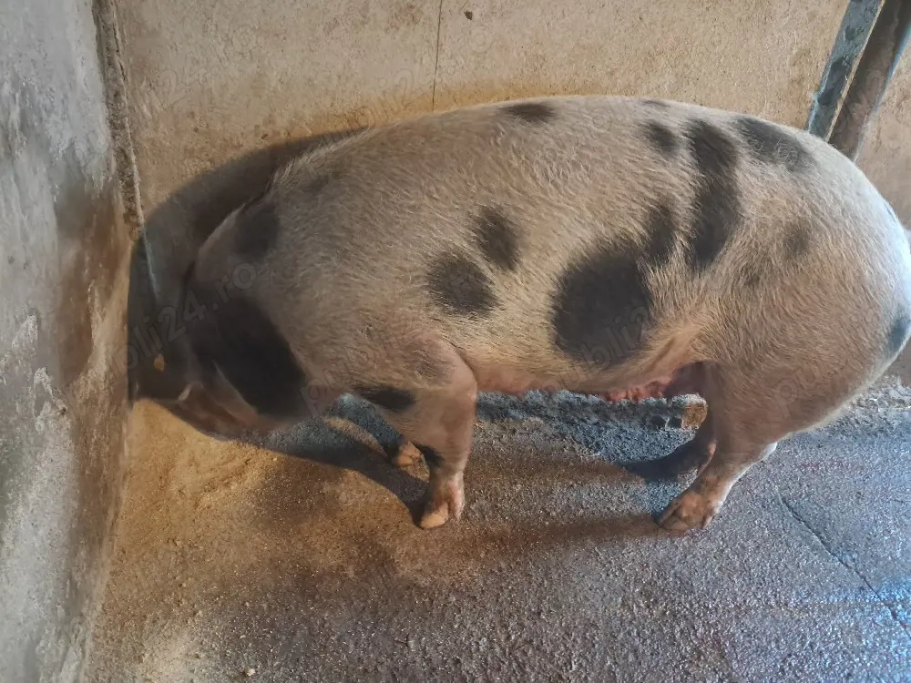 scroafa gestanta de 2 luni