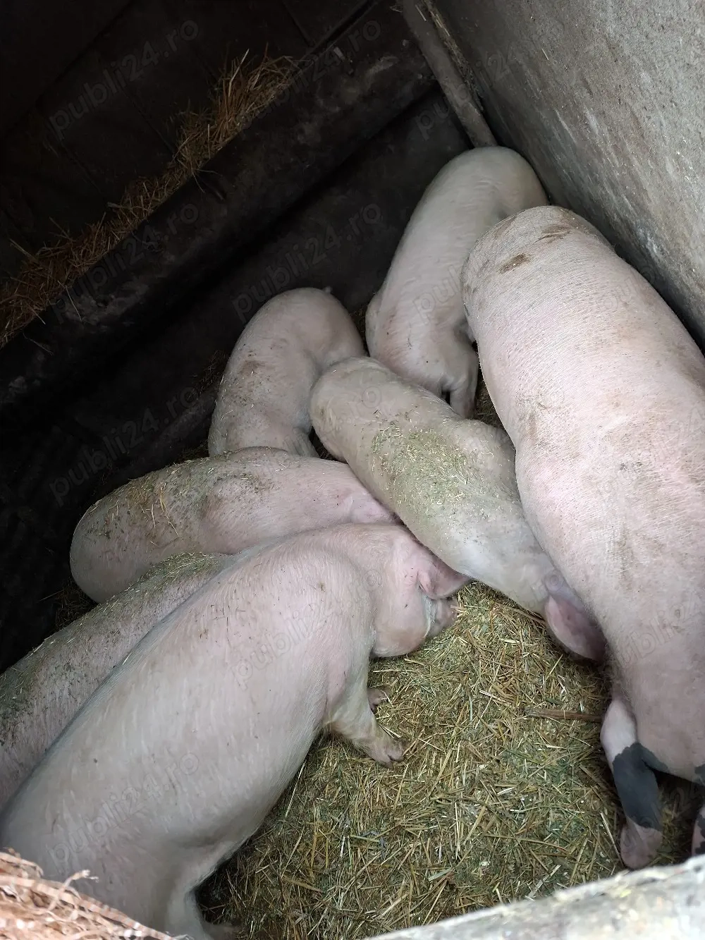 scrofite  marele alb