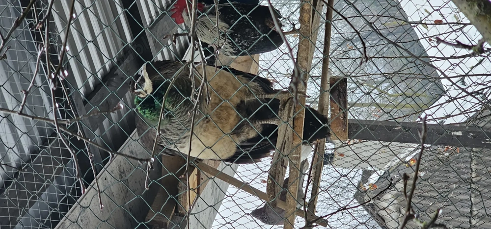 vând păuni pereche sau separatsi orumbei albi deosebit de frumosi 