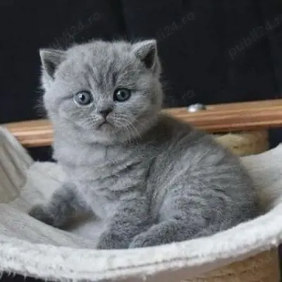 British Shorthair blue 