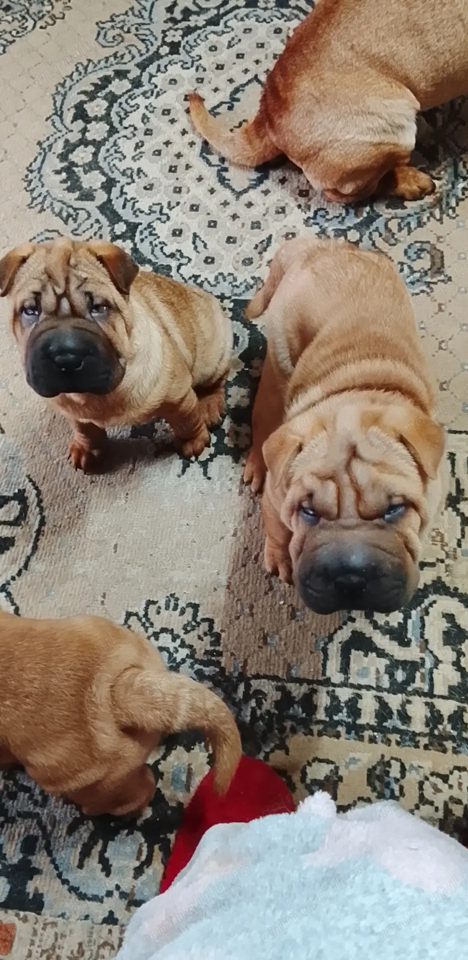 Cățeluși sharpei 