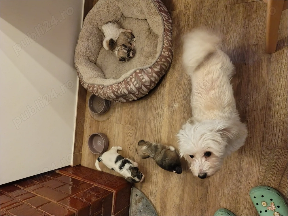 Vând căței Bischoni 