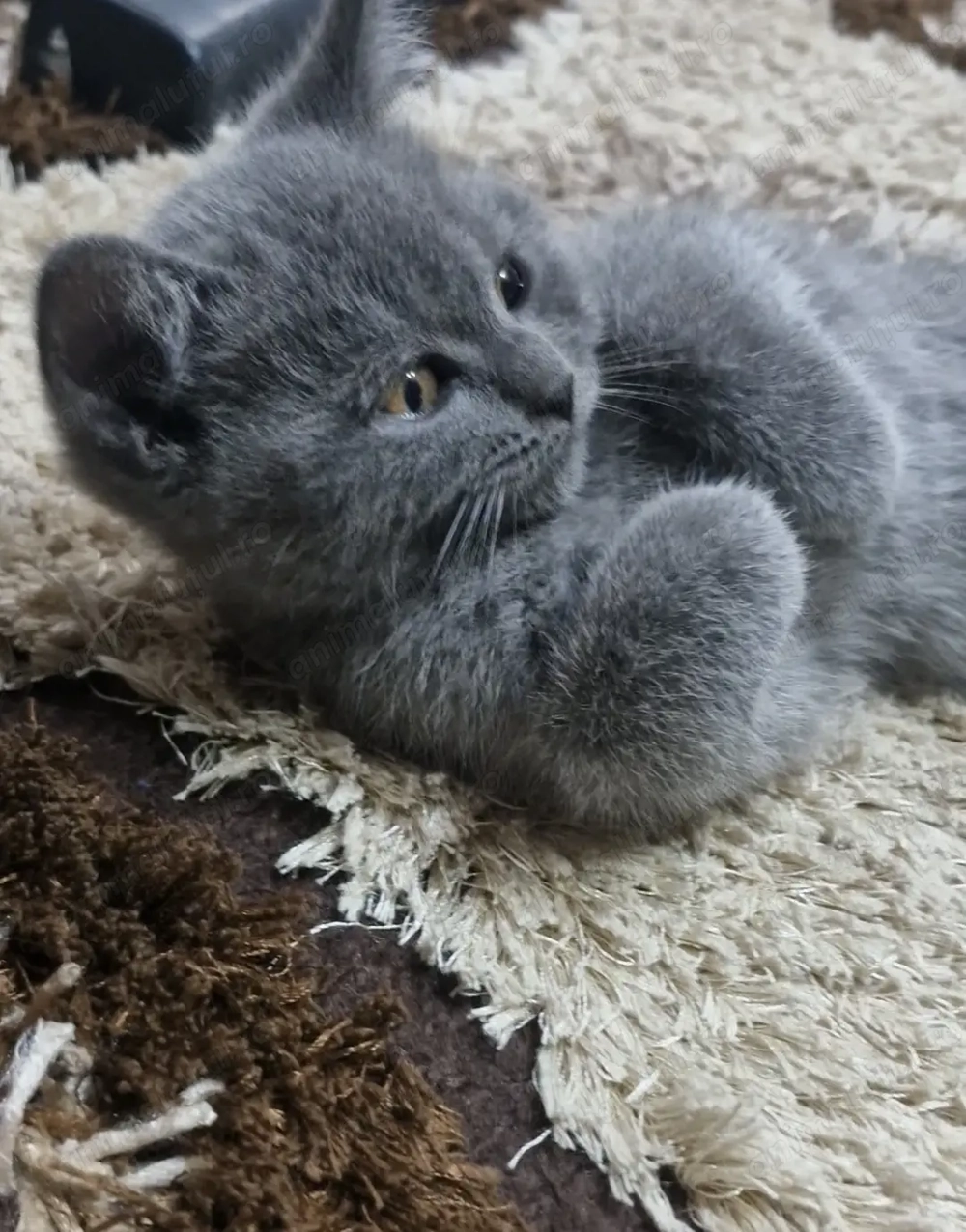British shorthair motanel