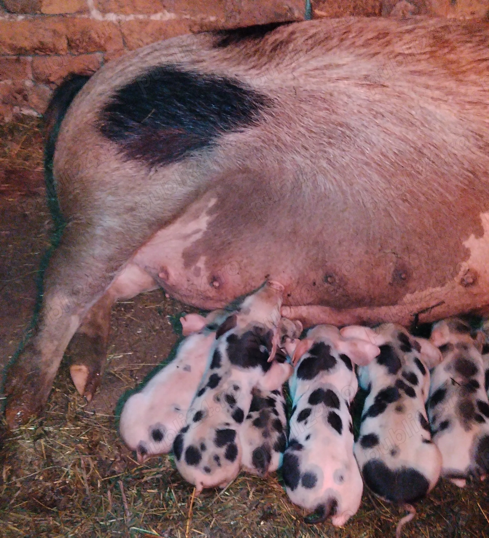 Vând scroafă cu purcei 