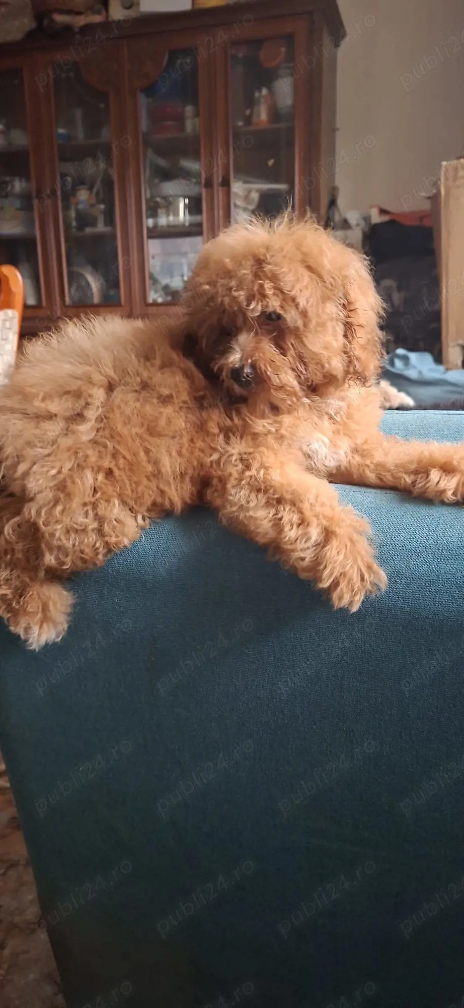 Pudel toy cu pedegree